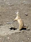 Prairie Dog