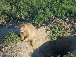 Prairie Dog