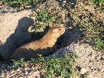 Prairie Dog
