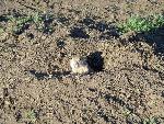 Prairie Dog