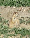 Prairie Dog