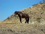 Bachelor Stallion