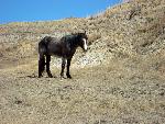 Horses in Winter