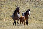 Young Horses
