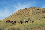 Horses