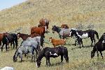 Young foal with herd