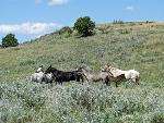 Wid (Feral) Horses