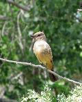 Say's Phoebe