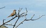 Lark Sparrow