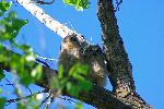 Great-Horned Owlets