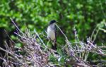 Eastern Kingbird