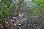Western Kingbirds