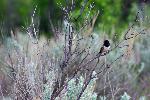 Spotted Towhee