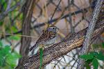 Chipping Sparrow