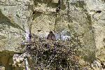 Golden Eagle on Nest