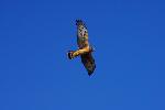 Northern Harrier