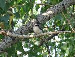Black-capped chickadee