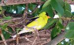 American Goldfinch