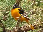 Baltimore Oriole