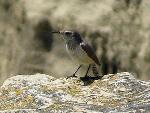 Rock Wren