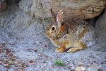 Desert Cottontail