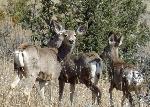 Mule Deer