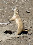 Prairie Dog