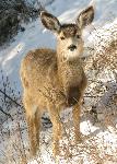 Mule Deer Fawn