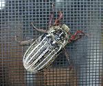 Ten-lined June Beetle
