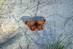 Sagebrush Checkerspot