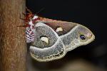 Columbia Silk Moth