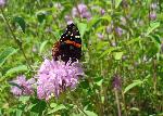 Red Admiral