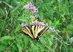 Western Tiger Swallowtail