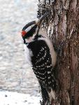 Hairy woodpecker