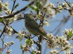 Orange-Crowned Warbler