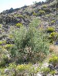 Salt Cedar / Tamarisk