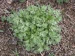 Absinth wormwood