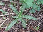 Canada thistle
