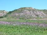 Canada thistle infestation