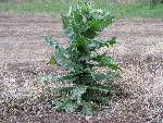 Black henbane