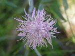 Russian knapweed