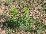 Leafy spurge