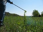 Chemical control of Leafy spurge