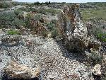 Petrified Forest