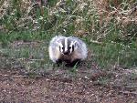American Badger