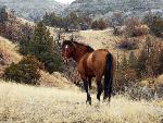 Feral Horse