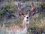 Mule Deer Buck
