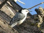 White-breasted Nuthatch