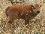 Young Bison Calf