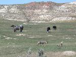 Coyote and Horses